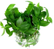 Ableger tradescantia grün gebraucht kaufen  Gronau