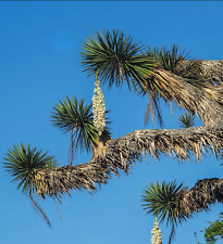 Yucca filifera usato  Napoli