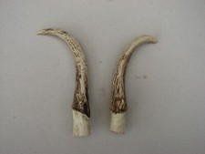 muntjac for sale muntjac for sale KING'S LYNN