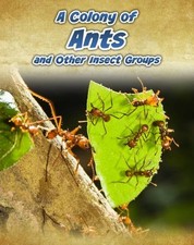 Colony ants insect for sale  UK