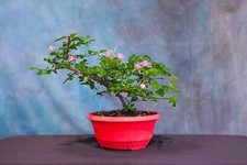Lavender star flower for sale  North Fort Myers