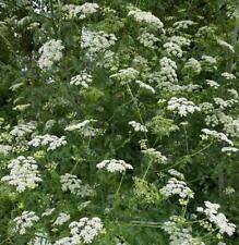 Cow parsley wild for sale  GRIMSBY