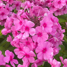 Phlox famous pink for sale  UK