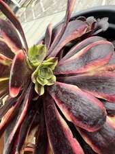 Aeonium super bang d'occasion  Montpellier-