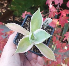 Agave potatorum bluewinds for sale  DARLINGTON