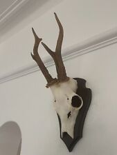 Antlers roe deer for sale  SOUTHEND-ON-SEA