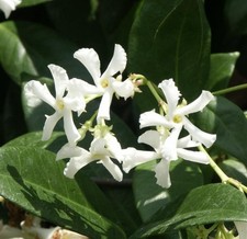 Confederate star jasmine for sale  Miami