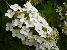 Hydrangea quercifolia oakleaf for sale  Milton Freewater