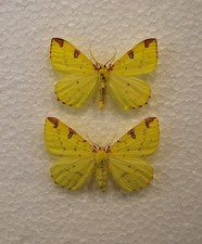 Bred brimstone moth for sale Bred brimstone moth for sale  CHORLEY