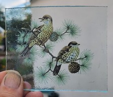 Stained glass thrush for sale  BATTLE