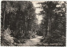 Caldonazzo trento pineta usato  Isola Vicentina