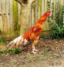 Pakistani aseel hatching for sale  BEDFORD