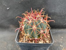 Ferocactus gracilis coloratus usato  Massafra