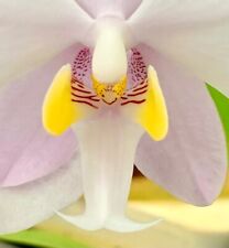 Phalaenopsis philippinensis le usato  Spedire a Italy