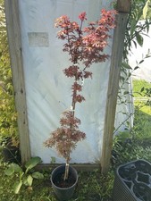Acer palmatum sara for sale  Hendersonville