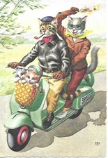 Chats humanises promenade d'occasion  Rosheim