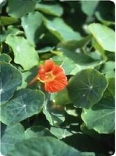 Flower nasturtium vesuvius for sale  WREXHAM