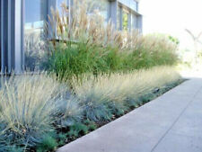 Festuca glauca festuca usato  Caravaggio