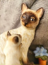 Siamese cat kitten for sale Siamese cat kitten for sale  MANSFIELD