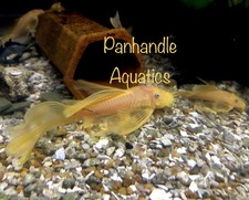 Male longfin lemon d'occasion  Expédié en Belgium