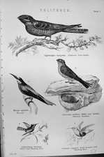 Old Volitores Birds Goat Sucker Swiftlet Bee-Eater Humming Mackenzie, usado comprar usado  Enviando para Brazil
