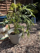 Bonsai weeping willow for sale  STONE