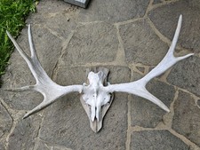 Echtes schwedischen elchgeweih gebraucht kaufen  Bad Kohlgrub