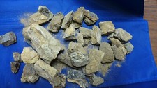 Geological enterprises jurassi for sale  Ardmore