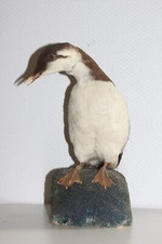 Ancienne taxidermie cabinet d'occasion  Bois-Guillaume
