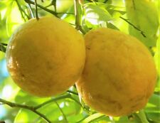 Rare hardy lemon for sale  Deville