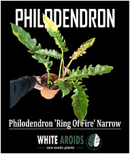 Philodendron ring fire gebraucht kaufen  Suhl