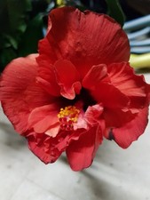 Hibiskus rosa sinensis gebraucht kaufen Hibiskus rosa sinensis gebraucht kaufen  Pfaffenhofen a.d.Ilm