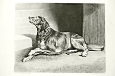Antique engravings dogs for sale Antique engravings dogs for sale  LONDON