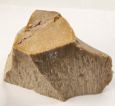 Petrified wood section for sale  Rockledge