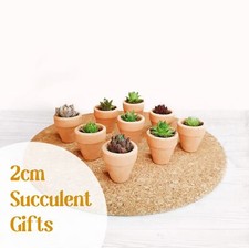 Tiny succulent sempervivum for sale  OLDHAM