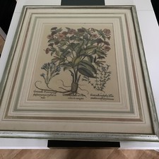 Botanical iii print for sale  BORDON