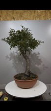 Pre bonsai quercia usato  Reggello
