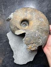 Large nautilus fossil for sale  AXMINSTER