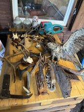 Tiergeweihe präparate gehweih gebraucht kaufen  Ilmenau-Gehren, Möhrenbach, Jesuborn