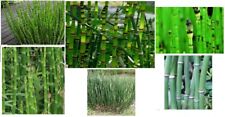 Horse tail water for sale  Clover