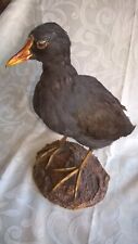 Poule eau gallinule d'occasion  Amiens-