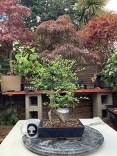 Large chinese elm for sale  BROMLEY