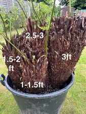 Dicksonia antarctica multi for sale  MELTON MOWBRAY