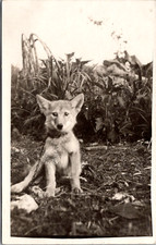 Young coyote puppy for sale  Omaha