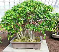 Samen birkenfeige ficus gebraucht kaufen  Calw