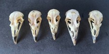 Taxidermy skulls 5 for sale  LITTLEHAMPTON