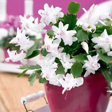 Christmas cactus white for sale  GLASGOW