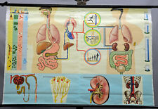 Gráfico de parede de anatomia médica do corpo humano pulmões renais comprar usado  Enviando para Brazil