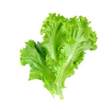 Lettuce plants crisp for sale  BANBURY