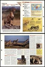 Cheetah 123 mammals for sale  SLEAFORD